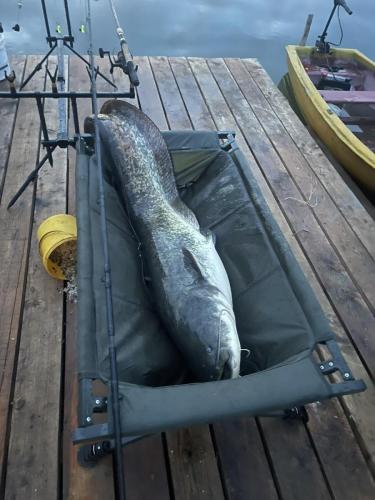 harcsa 32 kg