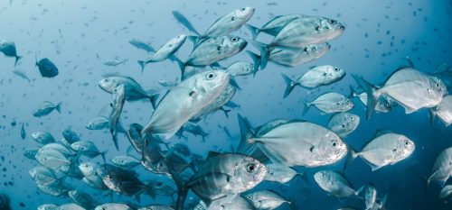 Fish-swimming-together